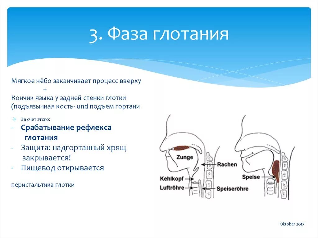 Глотательный рефлекс физиология. Ротовая фаза глотания рефлекторная дуга. Глотание его фазы и механизмы. Схема глотательного рефлекса.