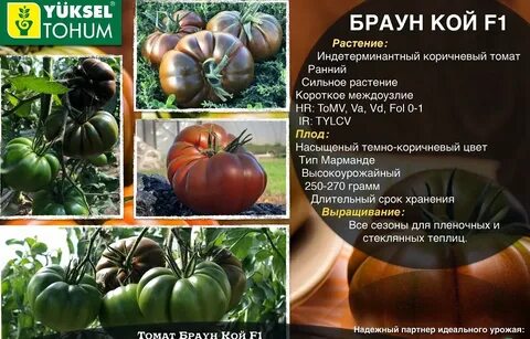 Характеристика брауна