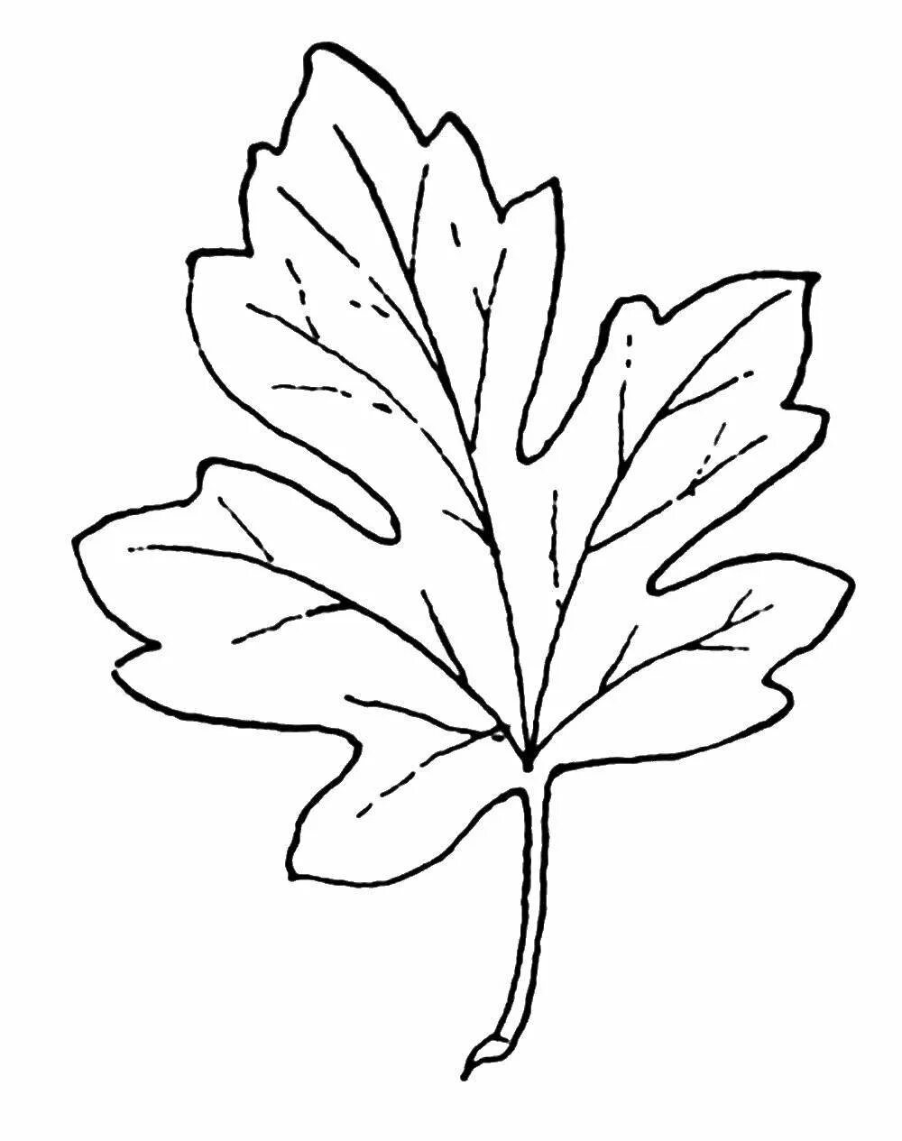 Черно белые картинки листьев. Трафареты "листья". Листья раскраска. Кленовый лист раскраска. Шаблоны листьев.