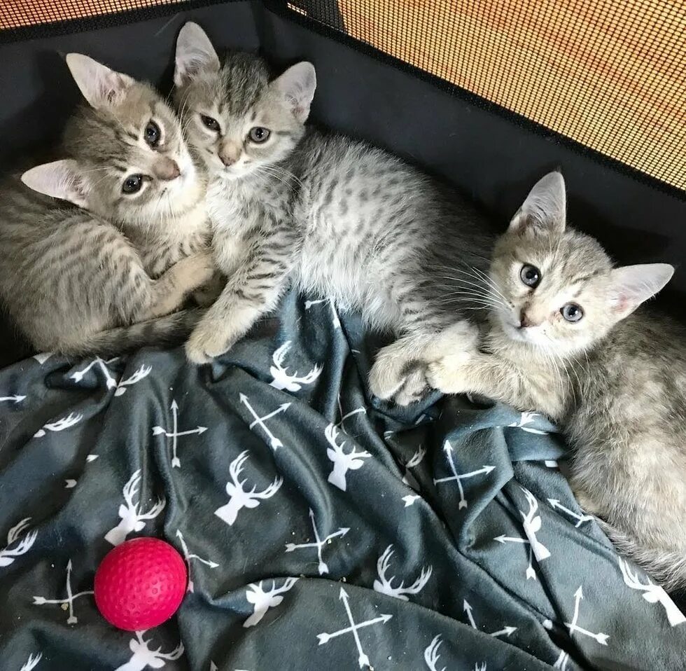 Как выглядит кот дремот. Как выглядит кошка. бесплатные котята. как выглядит касатенок. как выглядят котята.