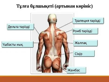 Үлкен аналь тесігі туралы бейне