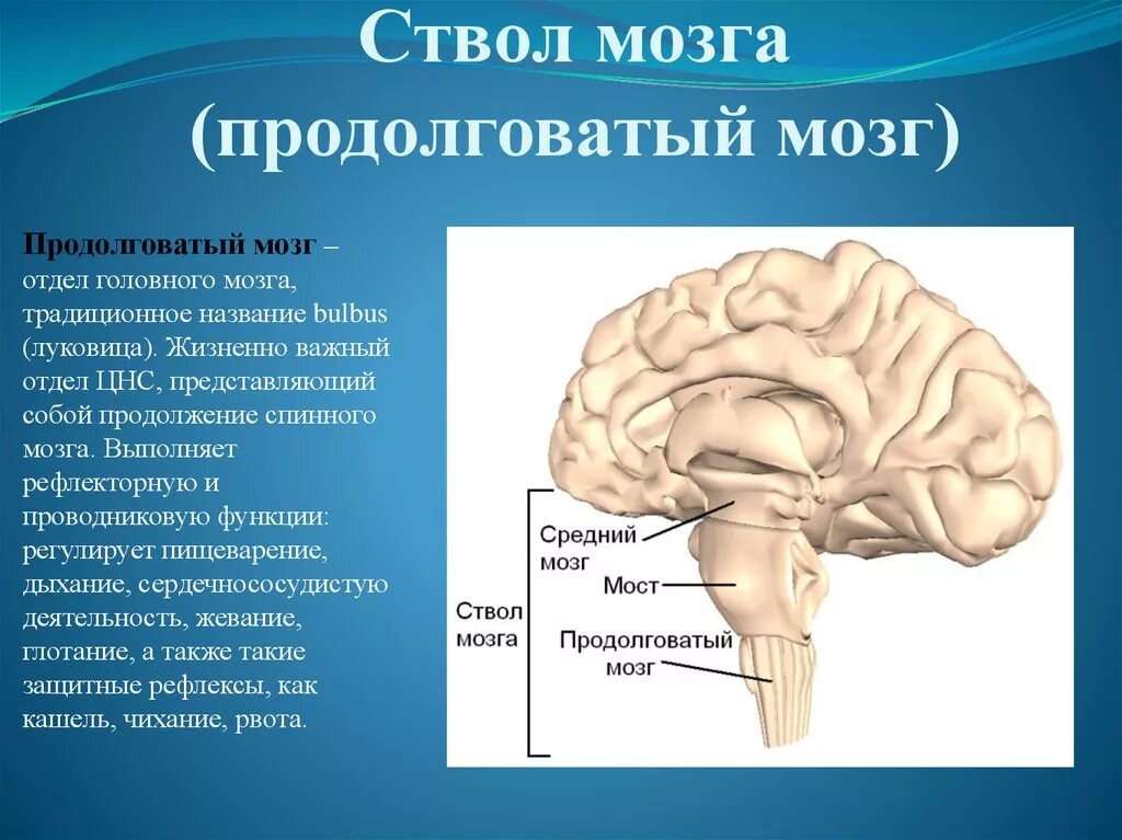 Продолговатый мозг строение и функции. Строение,отдел и функции продолговатого мозга. Продолговатый мозг головного мозга человека. Строение ствола головного мозга человека. Функции продолговатого мозга 8 класс биология