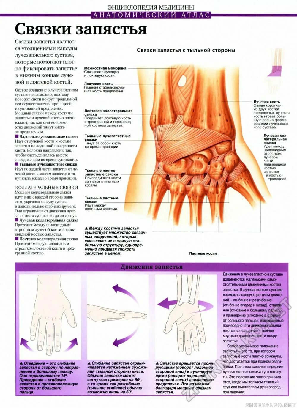 Связки лучезапястного сустава анатомия. Анатомия лучезапястного сустава человека. Синдесмоз лучезапястного сустава. Лучезапястный сустав с мышцами анатомия строение. Болят лучевые кости почему