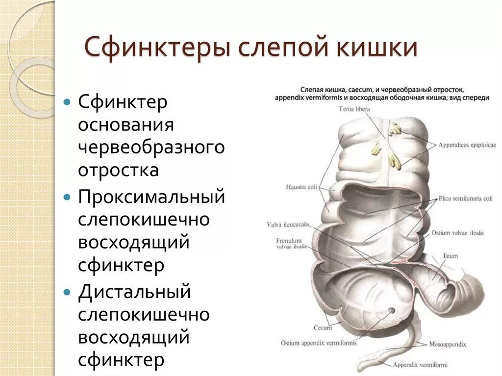 Слепая кишка физиология. Сфинктеры Толстого кишечника функции. Сфинктеры тонкого кишечника. Сфинктеры пищеварительной системы человека.