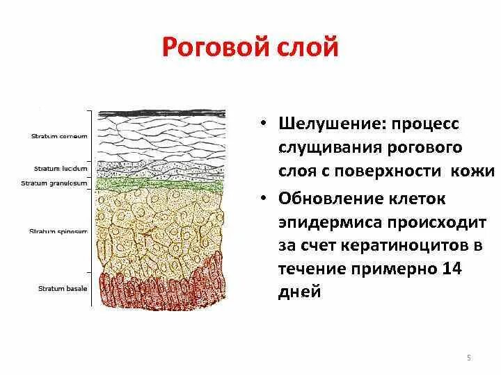 Слои эпидермиса кожи роговой слой. Строение кожи ороговевший слой. Строение рогового слоя эпидермиса. Строение кожи ростковый слой. Кожа способна к