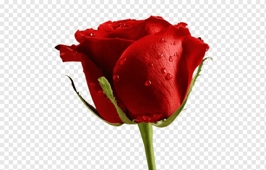 Розы для фотошопа. Бутон красной розы. Бутоны цветов на белом фоне.