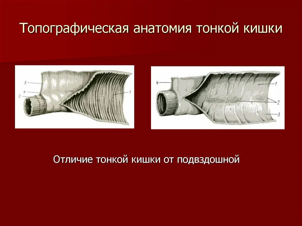 Тончайшее отличие. Анатомические различия тонкой и толстой кишок. Толстая кишка анатомия отличие от тонкой. Толстая и тонкая кишка различия. Тонкая кишка топографическая анатомия.