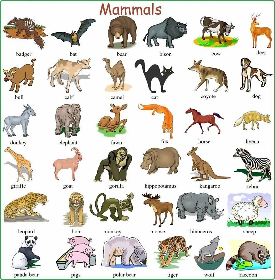 Имя animals