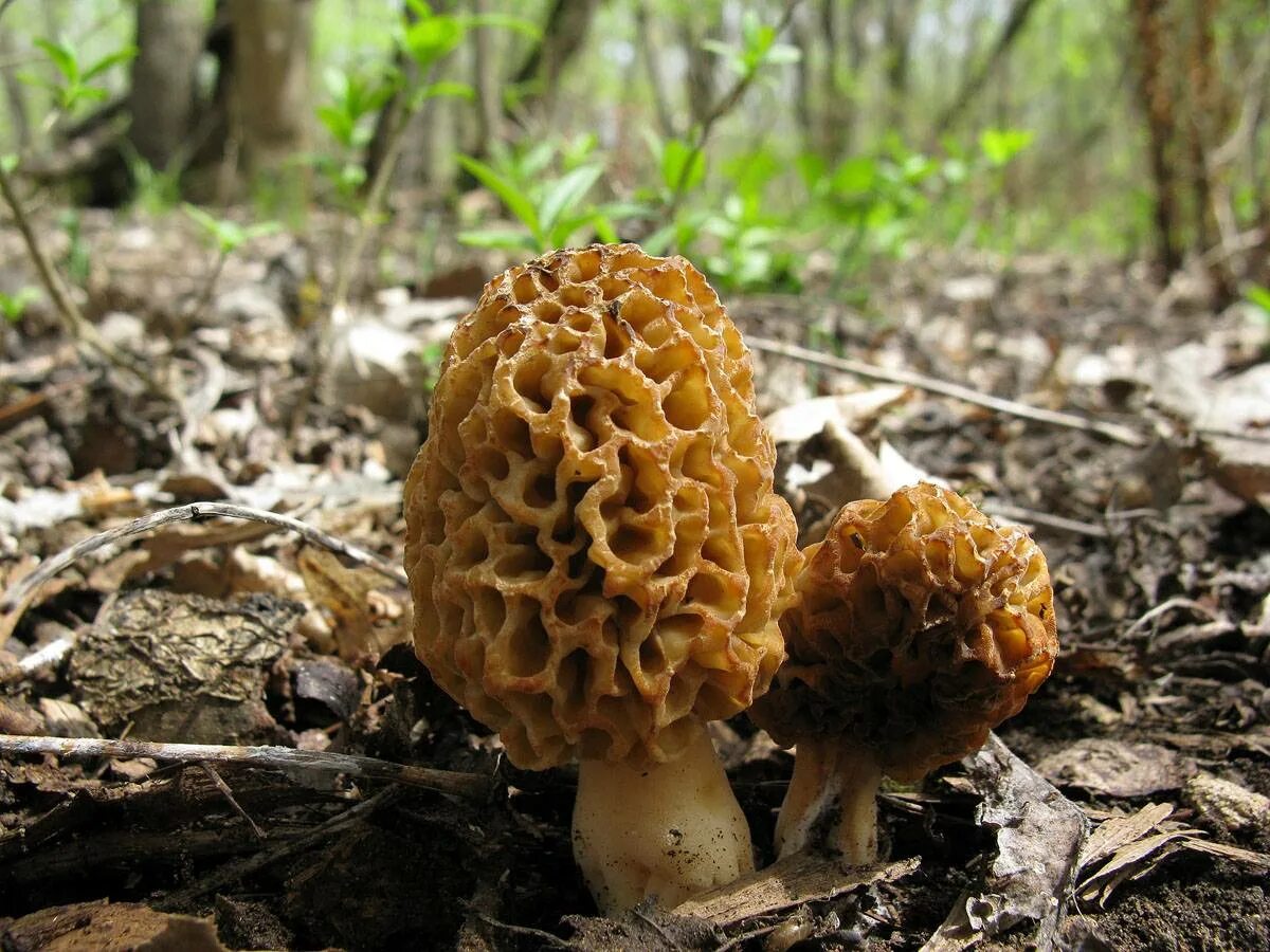 Аскомицеты сморчки. Сморчок съедобный (Morchella esculenta).. Сумчатые сморчки. Сумчатые грибы сморчки. Сморчки в крыму