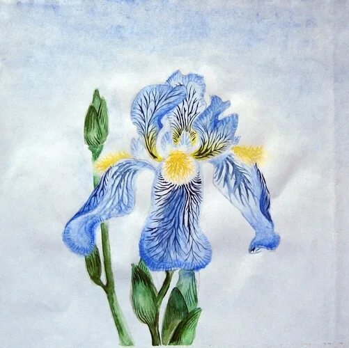 Рисунок акварелью на тему ботаника ириска. Ирис график работы. Ирисы акварелью. Ирис бородатый батик. Marksman ирисы.