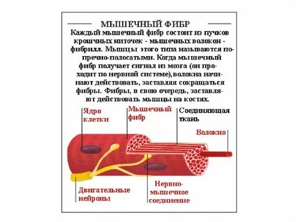 Мышечная клетка характеристика
