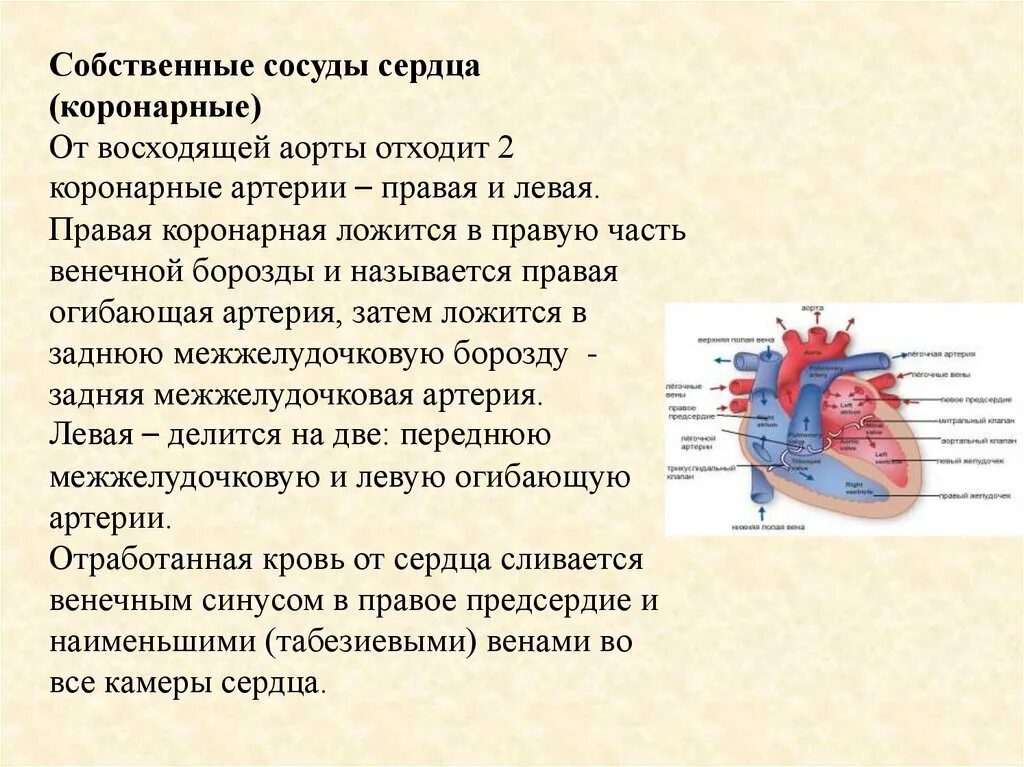 Сосуды сердца. Собственные сосуды сердца. Венечные артерии отходят. Сердце и кровеносные сосуды.