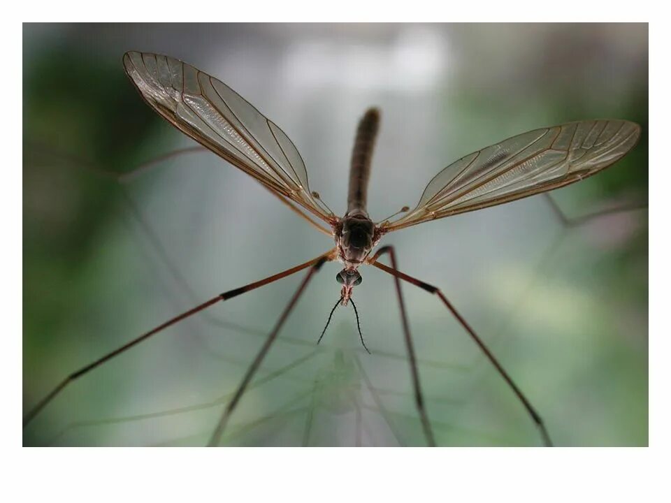 Малярийный комар долгоножка. Комар гигант - долгоножка. Долгоножка кольчатая. Муха долгоножка. Комар малярийный комар членистоногие двукрылые