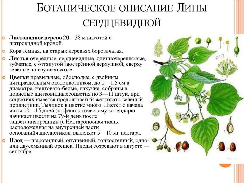 Внешние признаки деревьев