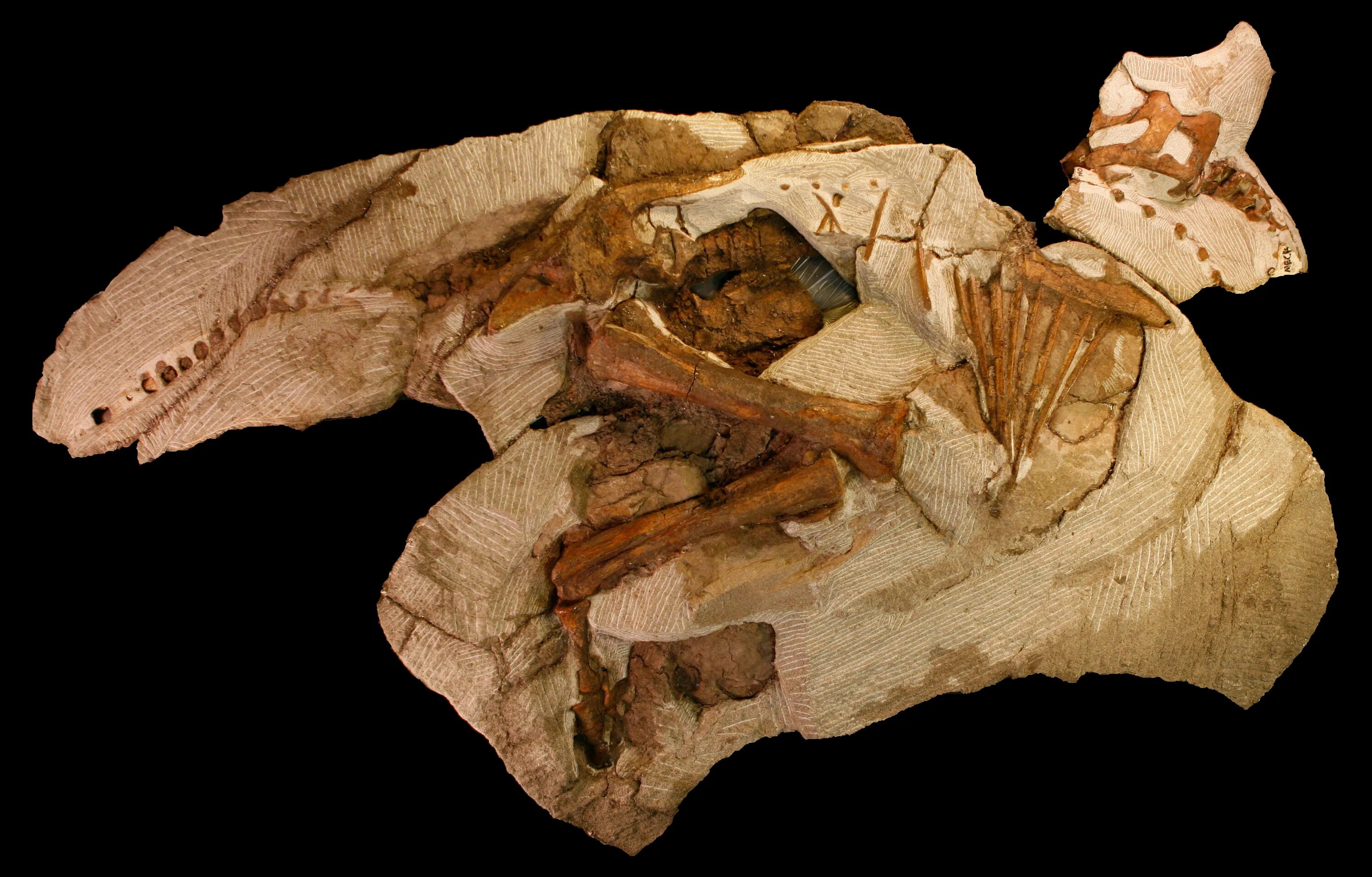 Окаменелые останки динозавров. Паразауролофы окаменелости. Палеонтология окаменелости. Окаменелые кости динозавров.