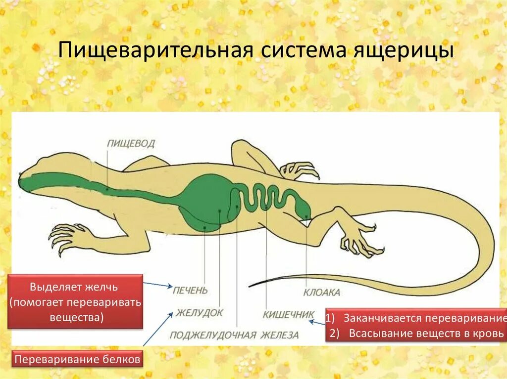 Строение ящерицы 1. Выделительная система пресмыкающихся. Выделительная система пресмыкающихся 7 класс. Выделительная система ящерицы схема. Строение ящерицы.