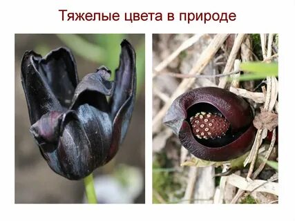 Тяжелый тон