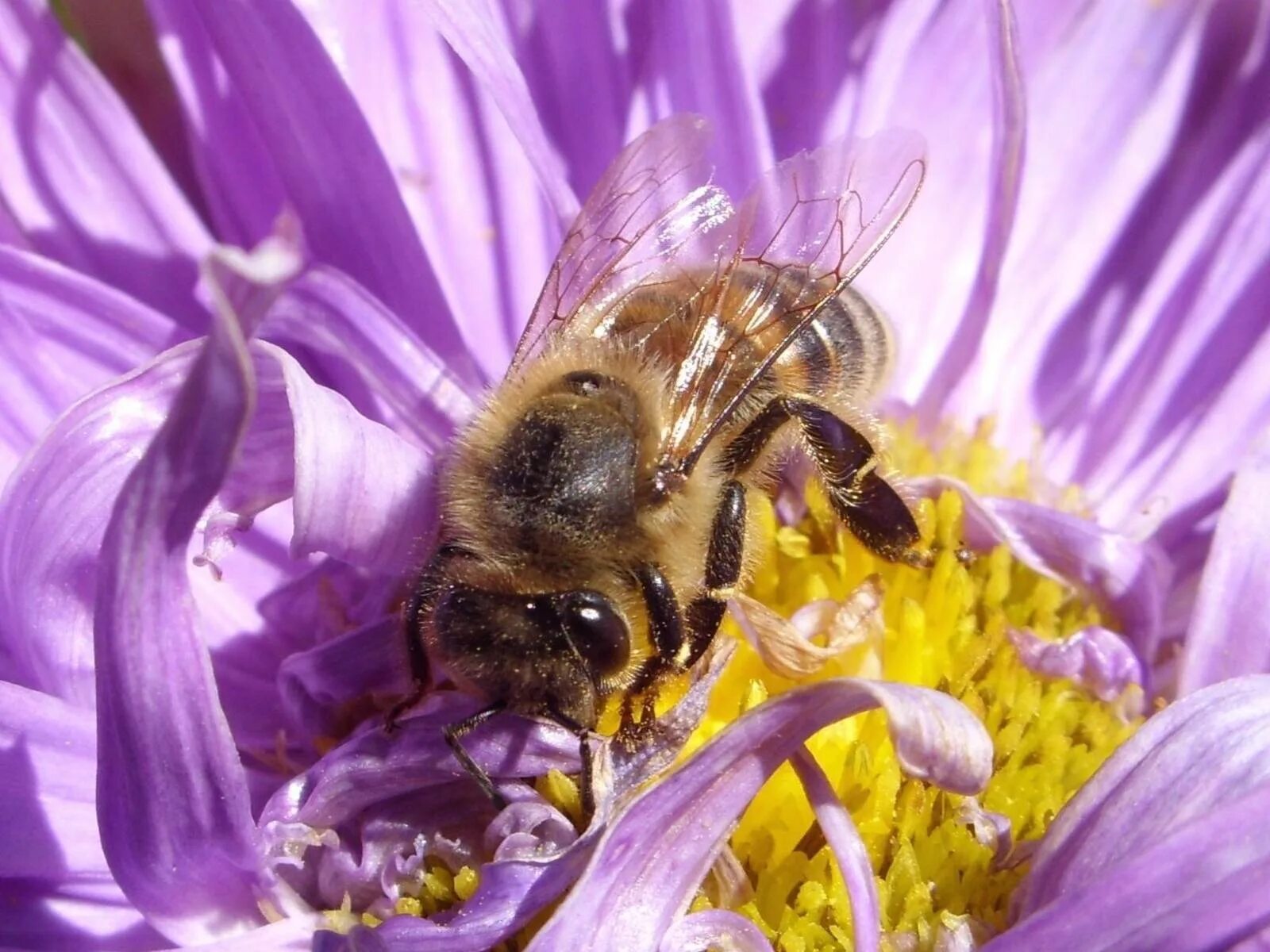 Пчелы и шмели тип взаимоотношений. Опыление пчелами. Опыление растений пчелами. Пчелы опылители. Опрыление растеней пчёлдами.