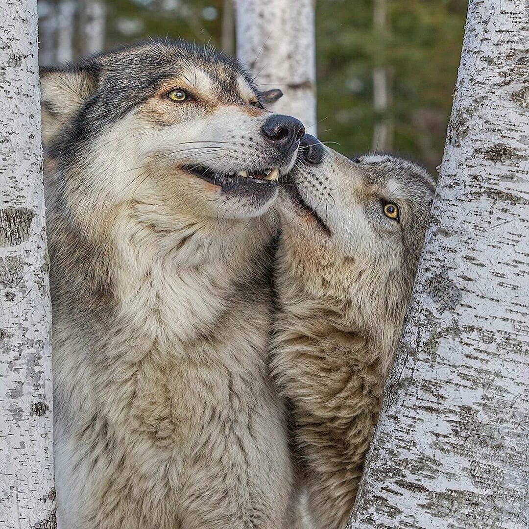 Есть добрые волки. Добрый волк. Волк и волчица. Доброе утро волк. Волки пара.
