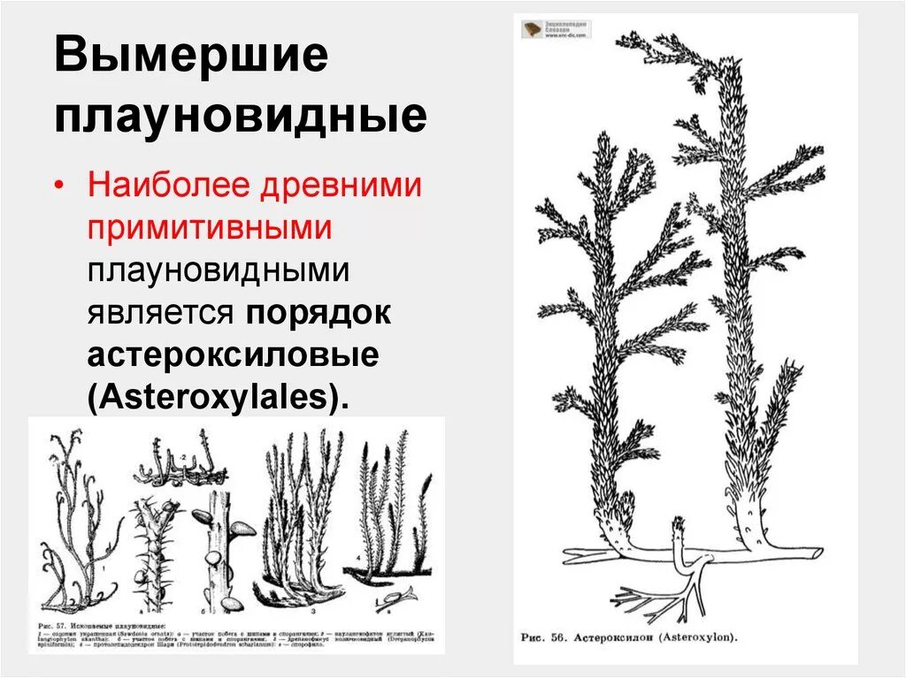 Вымершие Плауновидные. Плауновидные Плауновидные. Древние вымершие Плауновидные. Отдел Плауновидные представители. Плауны вымерли