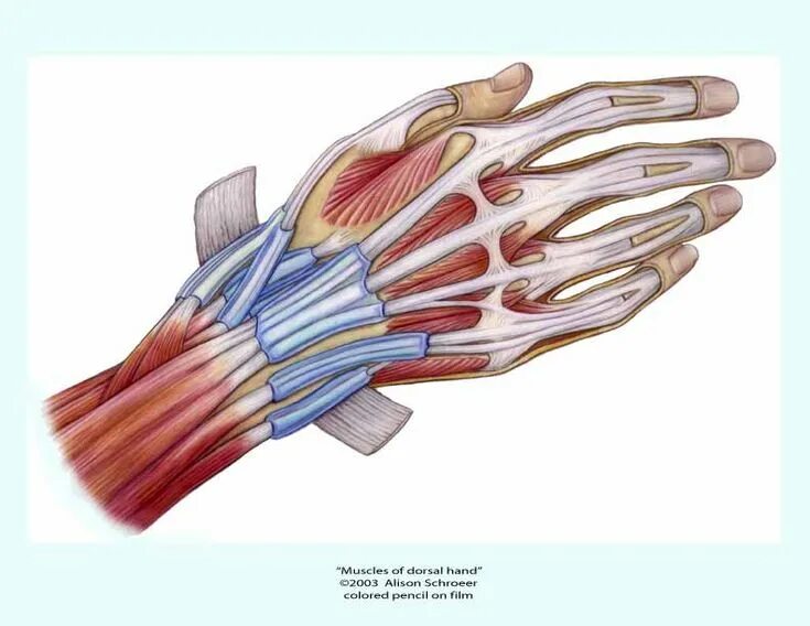 Сухожилия разгибателей кисти. Синовиальные влагалища сухожилий кисти. Тендовагинит сгибателей кисти. Синовиальные влагалища сухожилий пальцев кисти. Топографическая анатомия сухожилий