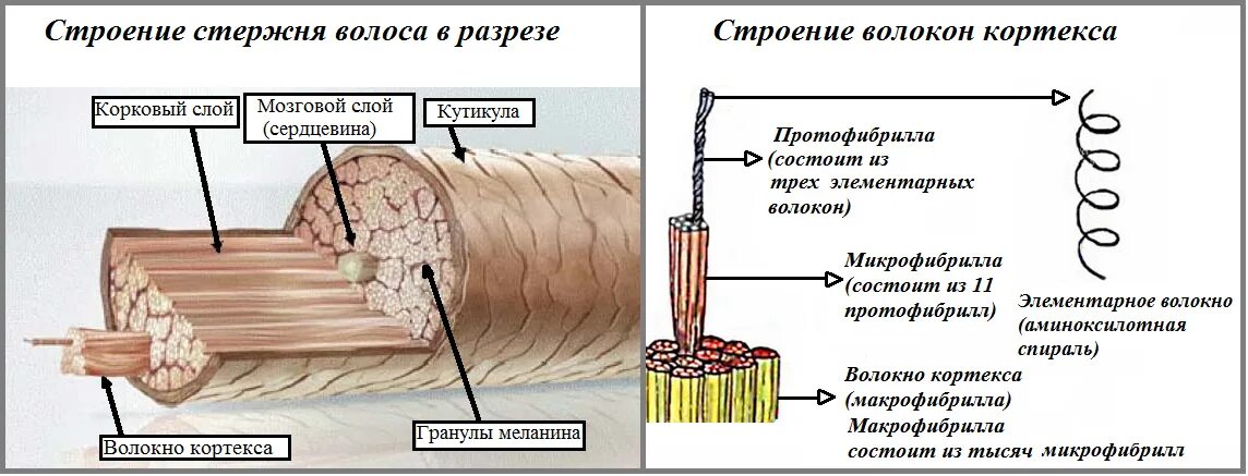 Схема строения стержня волоса. Строение стержня волоса в разрезе. Строение волоса структура волосяного стержня. Строение стержня волоса рисунок. Кортекс волос