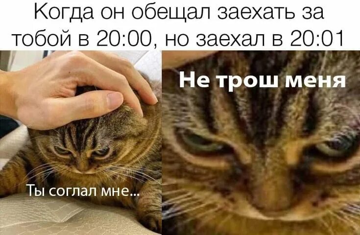 Смешные мемы котов без озвучки Мемы и приколы с озвучкой #мемы #коты #приколы #shorts #угар #мемыпро100 #коты -