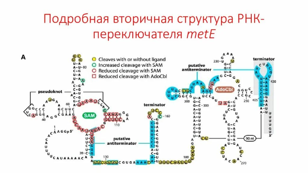 Строение ТРНК биохимия. Вторичная структура РНК. Первичная и вторичная структура РНК. Вторичная и третичная структура РНК.