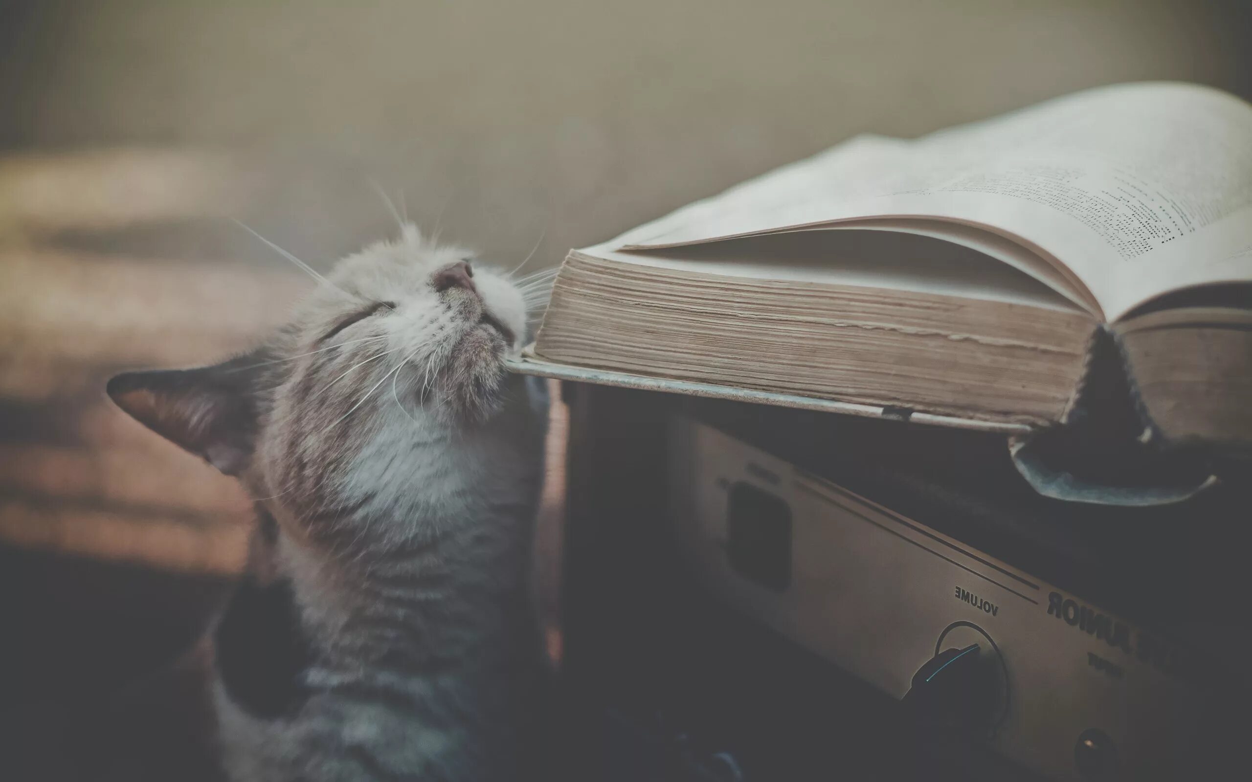 Чтение книг о животных. Книги про кошек. кот с книгой. запах новой книги. книга котик.