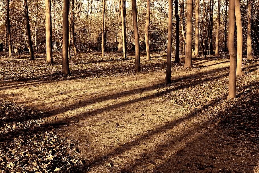 Красивая аллея. Сквер тень от деревьев. Дерево в солнечный день. Тень от дерева. Тень от дерева.