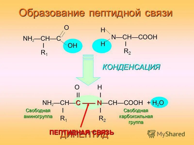 образование тетрапептида из 4 аминокислот. аминокислоты схема образования пептидной связи. образующийся полимер полипептид. белки дипептиды аминокислоты. полипептид схема.