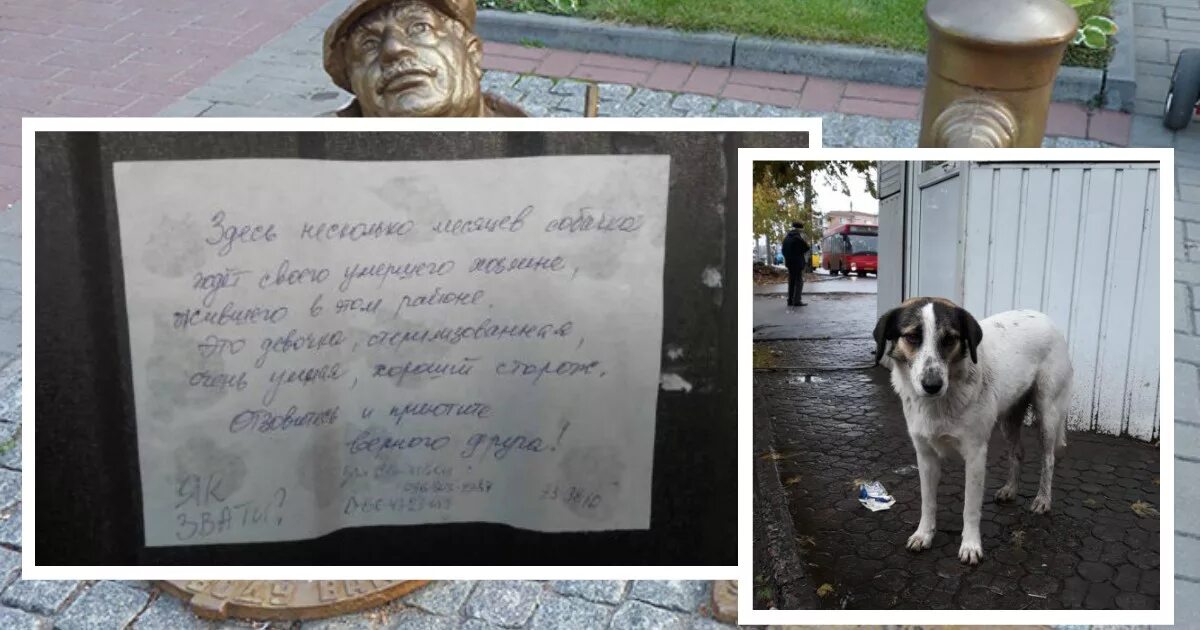 Вешать собак значение. Собачка с запиской на остановке. пес сидит на остановке. памятник повешенной собаке. собака ждет своего хозяина.