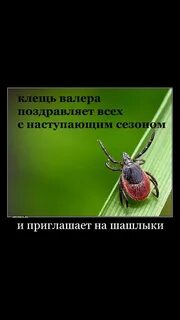 Клещ валера