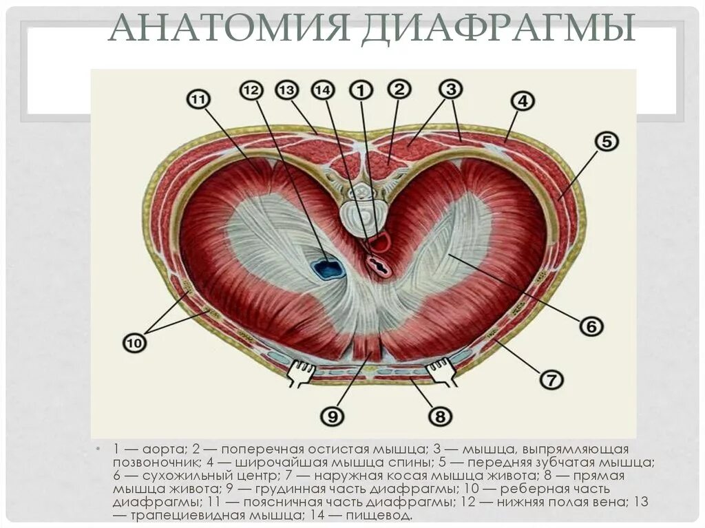 Передний свод. Пищеводное отверстие диафрагмы анатомия. Сухожильный центр диафрагмы анатомия. Аортальное отверстие диафрагмы ограничивает. Отверстие полой вены диафрагмы.