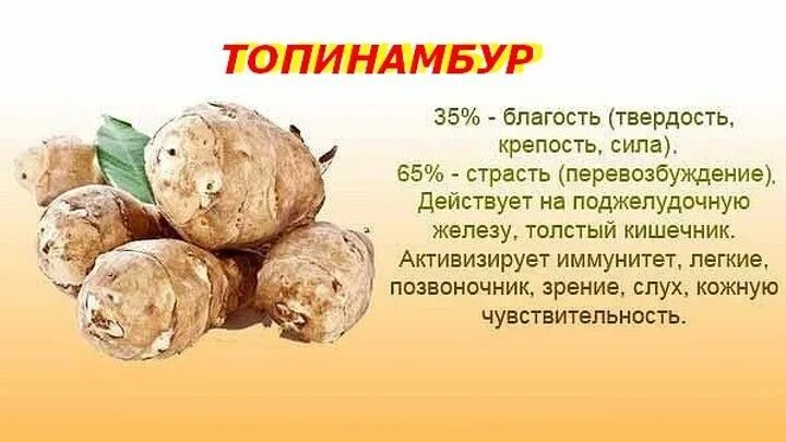 Топинамбур для чего. Топинамбур, клубни 50гр. земляная груша топинамбур полезные. чем полезен топинамбур. топинамбур польза.