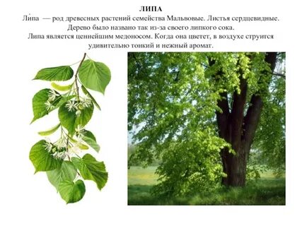 Лист липы описание