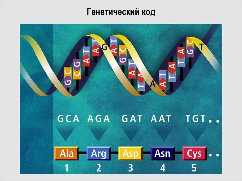 7 тестов днк 2. Генетический код. Генетический код ДНК. Ген код ДНК. Триплет генетика.