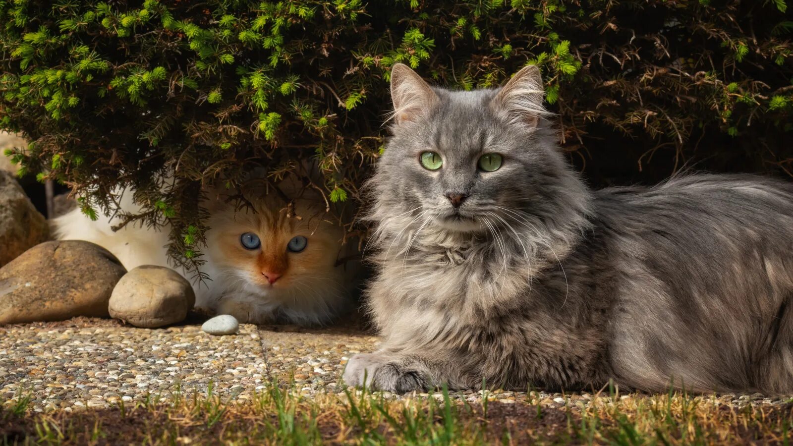 Кошки несколько. Картинки кошек. большой серый кот. лесной кот. две серые кошки.