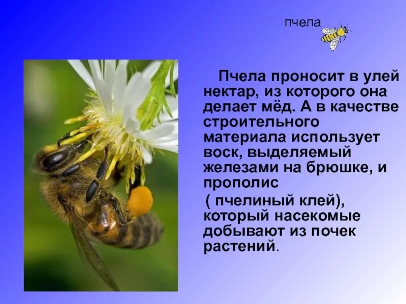 Информация о пчелах 2 класс