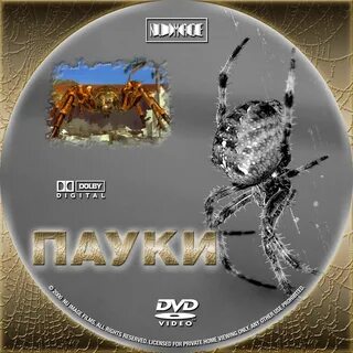 Золотые пауки 2000