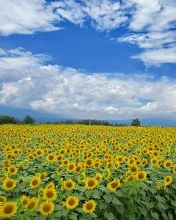 Где находится поле с подсолнухами