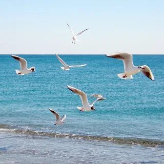 Beach bird