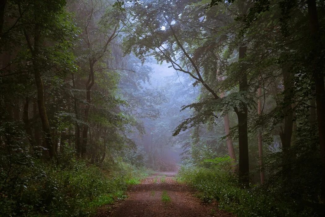 Source forest
