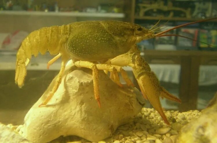 Содержимое раки. Рачья ферма. Содержимое раки. Аквариумные рачки. Содержимое раки.