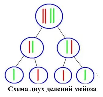 Мейоза образуется 4 гаплоидные клетки