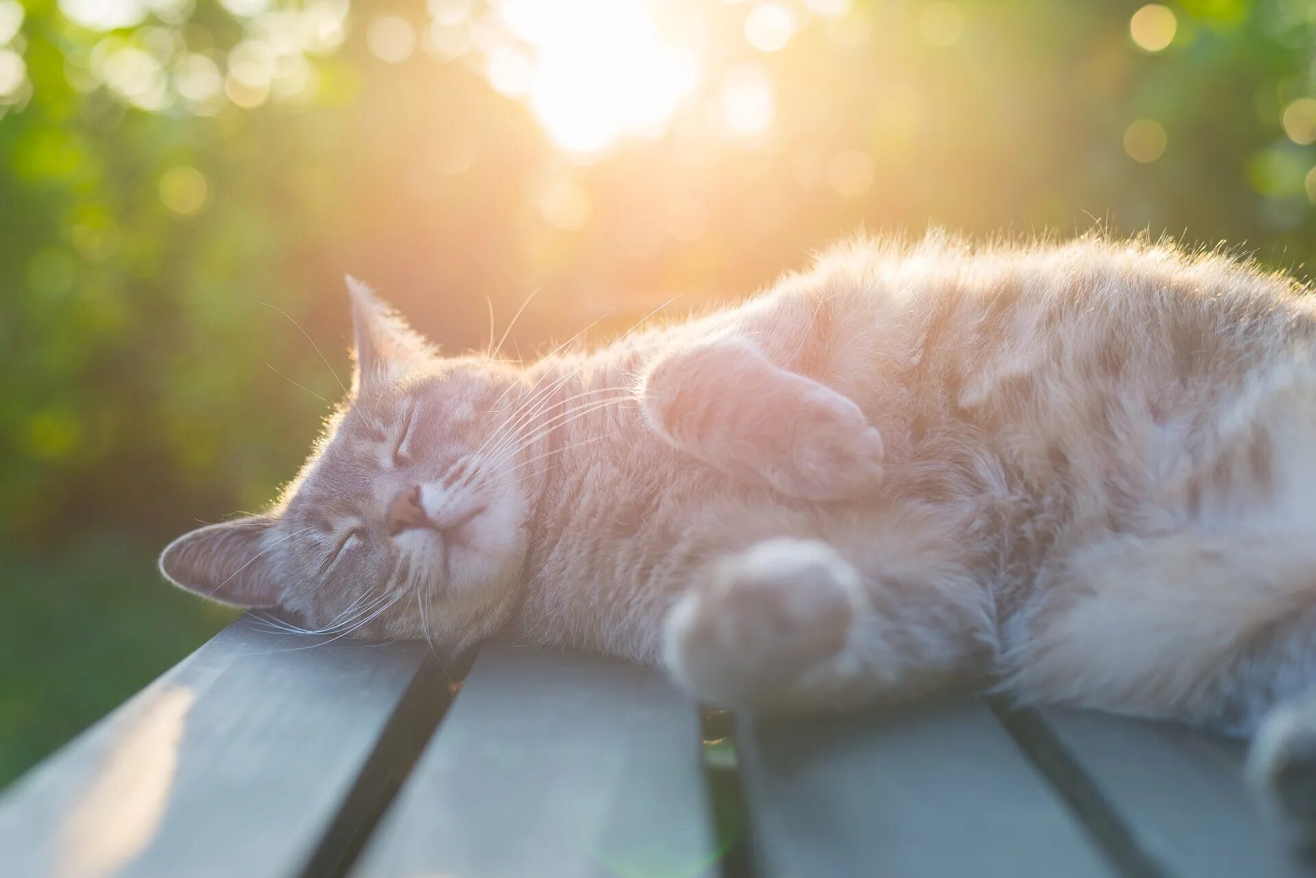 Кот как солнышко сияет. Кот на солнце. кошка на солнышке. котик на солнышке. кот на солнышке лежит.