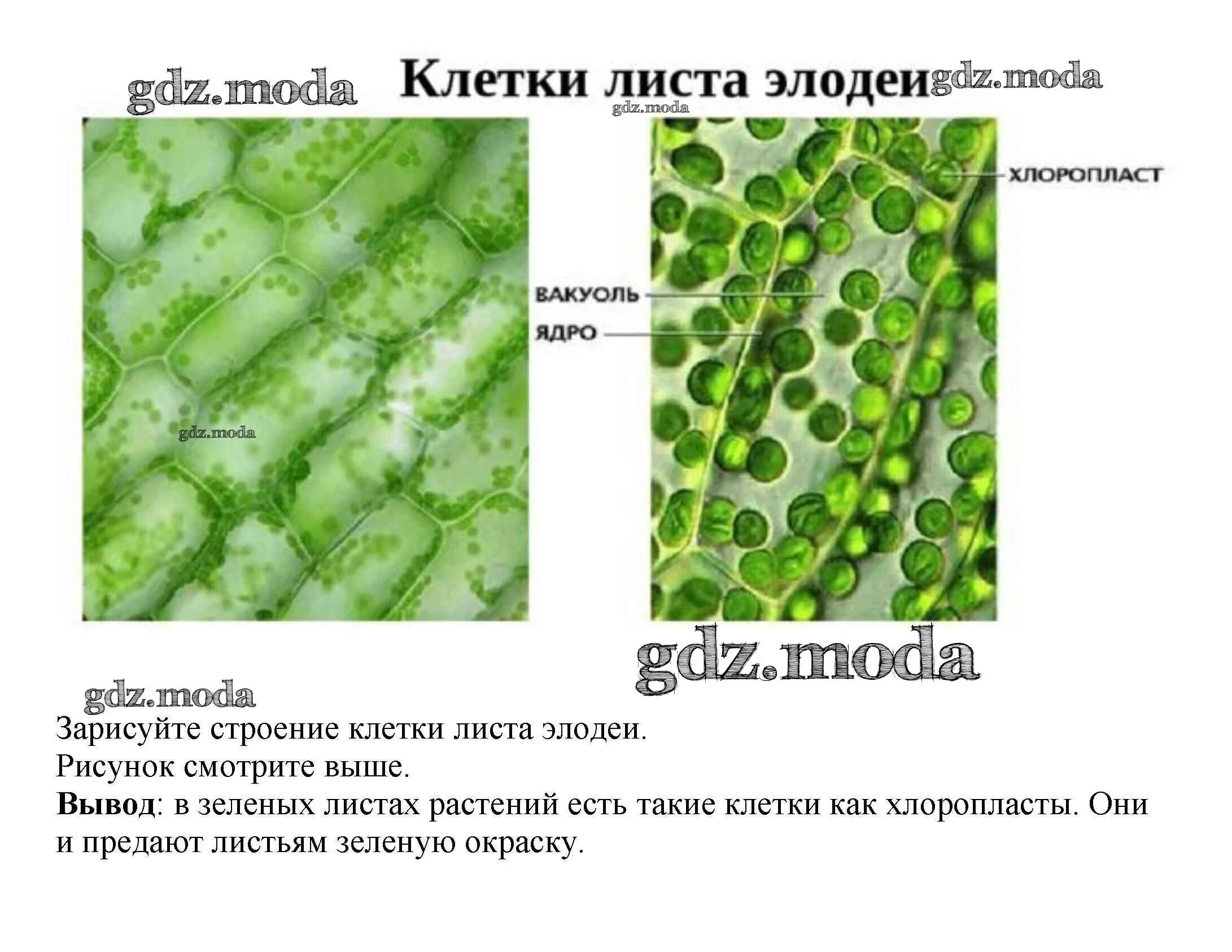 В каких клетках листа расположены хлоропласты. Строение клетки листа элодеи. Строение хлоропласты в клетках листа элодеи. Строение клетки листа элалеи. Хлоропласты в клетках листа элодеи.