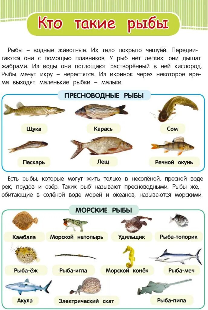 Кто такие рыбы 1 класс окружающий мир