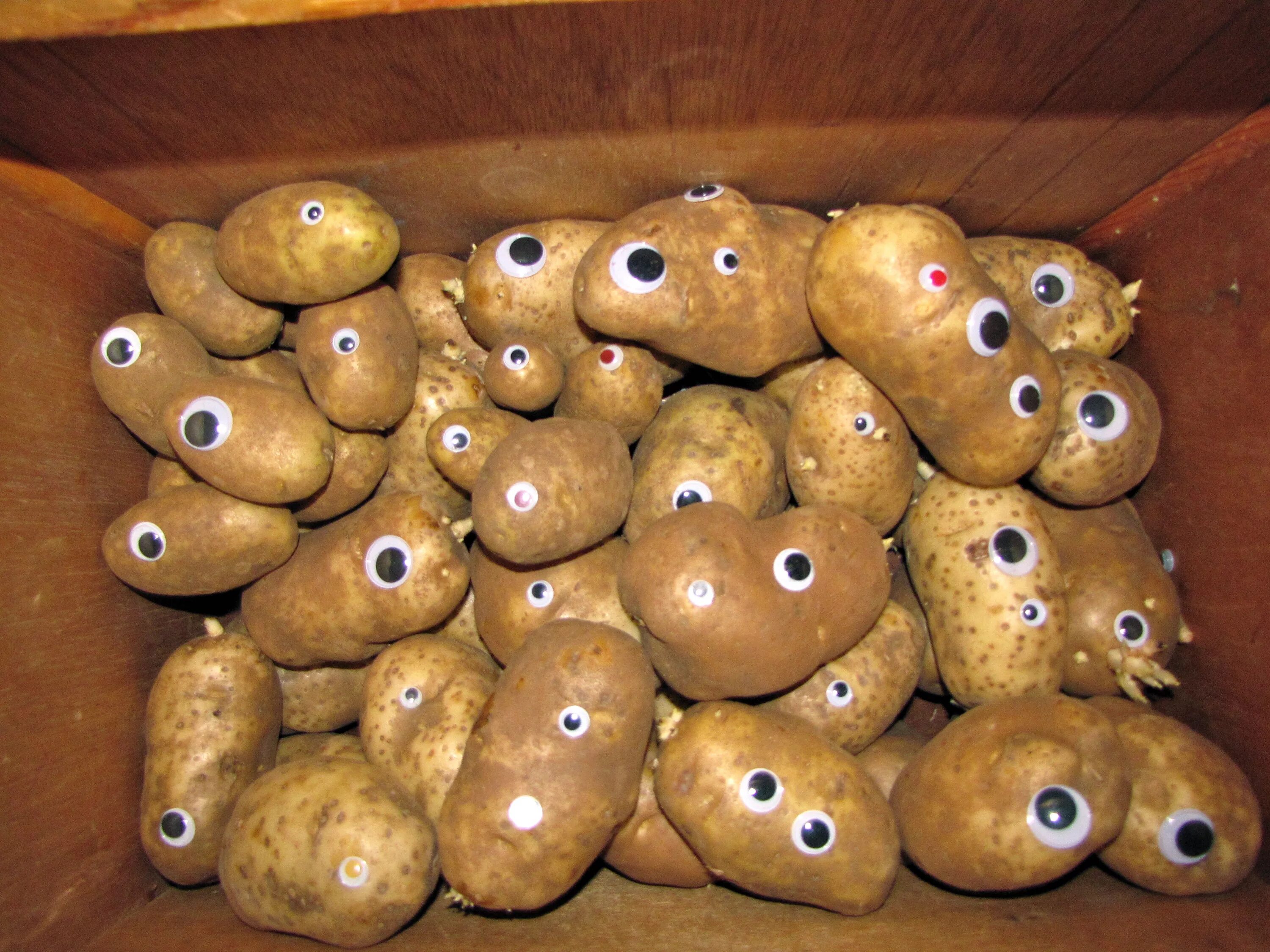Глазки картошки. Картошка с глазками. Картофельные глазки. Картофелина с глазками. Клубень картошки.