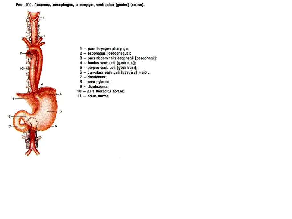 Со пищевода. Строение пищевода и желудка. Пищевод и желудок анатомия. Пищевод схема.